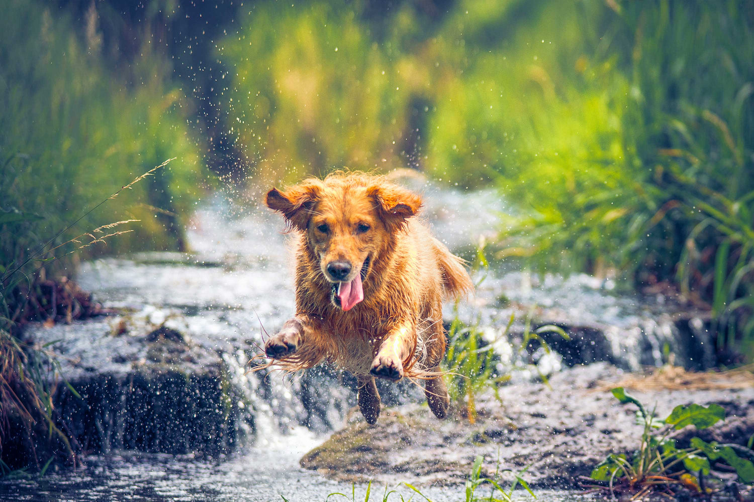 Nutrición de precisión para perros: Gama Elite