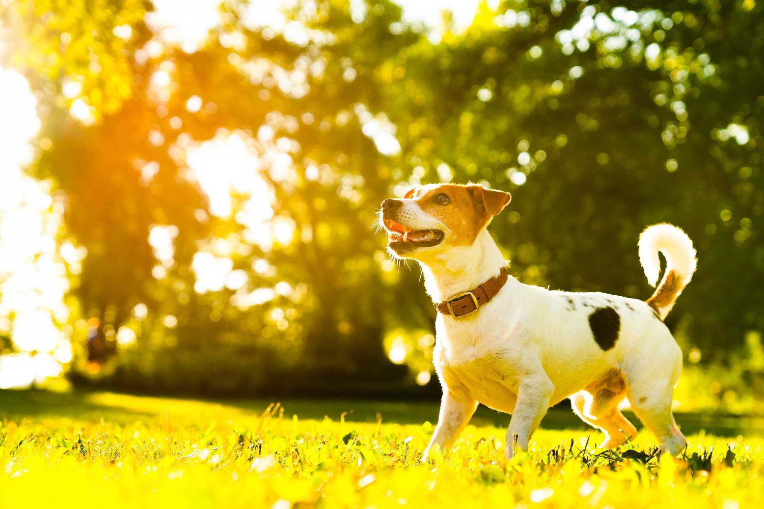 Suplementos naturales para perros