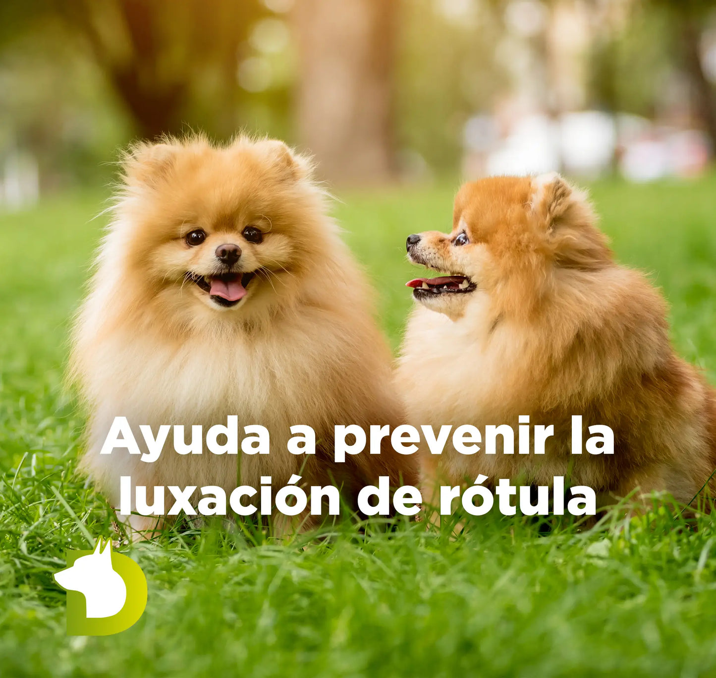 Dos perros Pomerania en el césped con texto de Pienso Bacdog Mini Razas Pequeñas para prevenir la luxación de rótula.