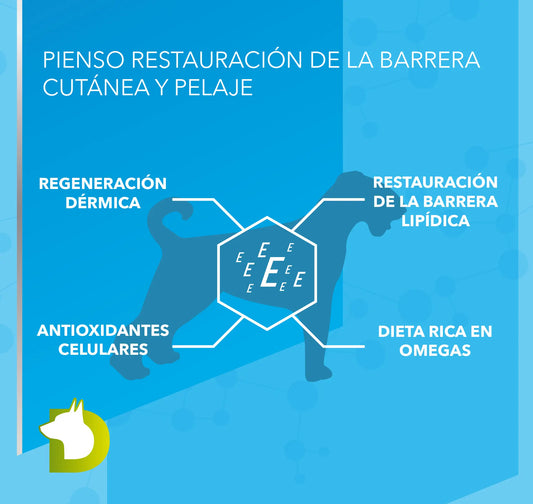Infografía de Pienso Bacdog Piel y Pelo (Elite): restauración de la barrera lipídica, regeneración dérmica y dieta rica en Omegas.
