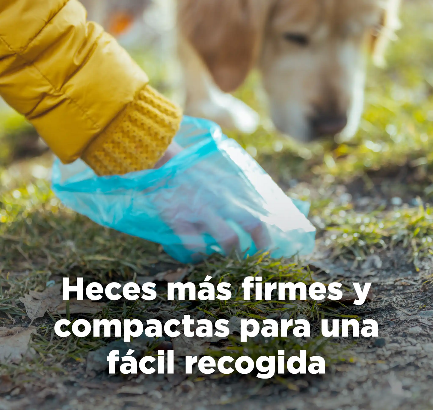 Perro en el parque con texto sobre heces más firmes y compactas gracias al suplemento Zeopet para una fácil recogida.