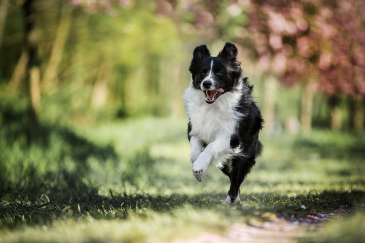 El Espíritu de la Chispa