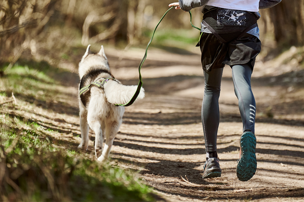 Pienso para Agility y Canicross: Nutrición de Alto Rendimiento