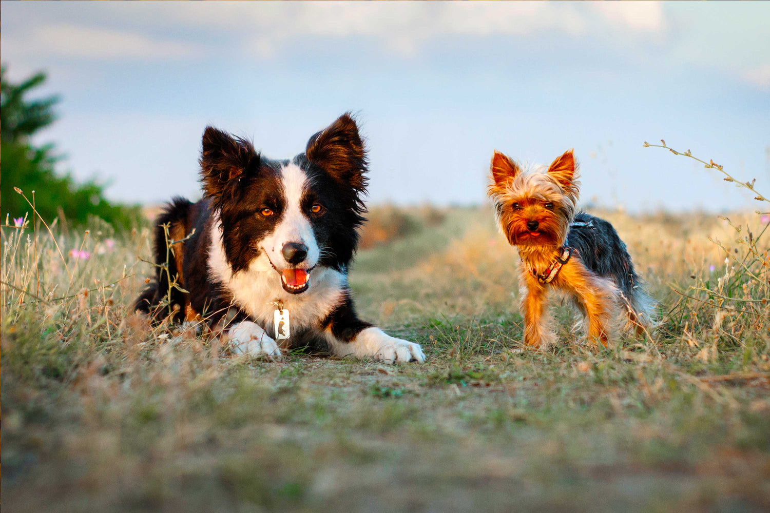 Pienso para Perros Exigentes, Mini y Mantenimiento