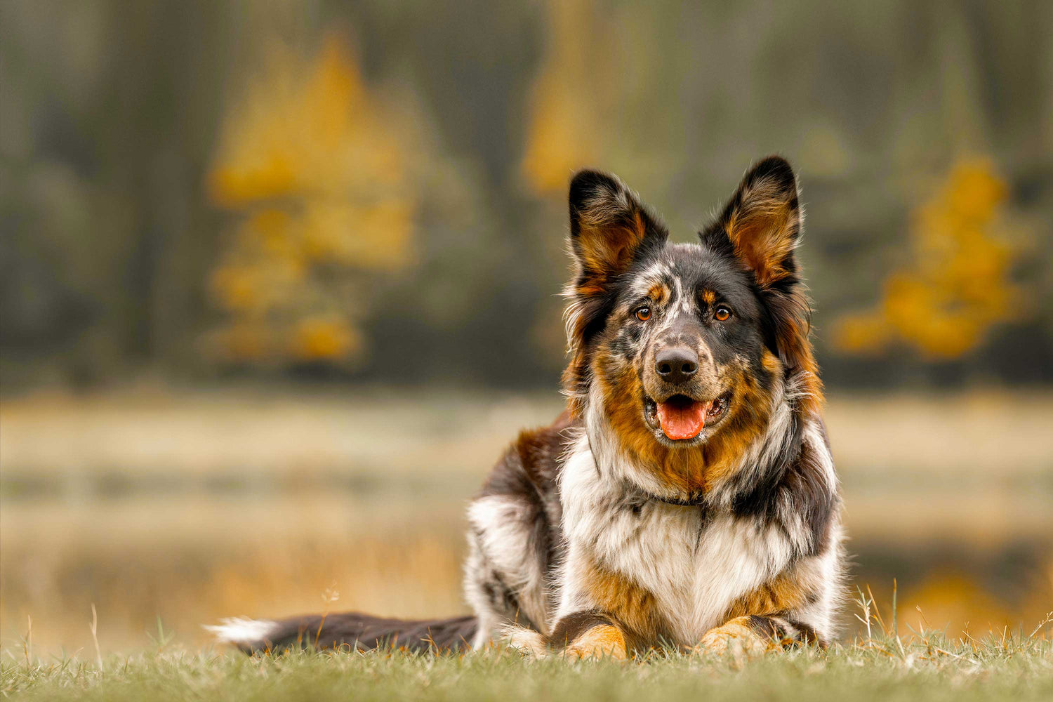 BACDOG Dietas Especiales