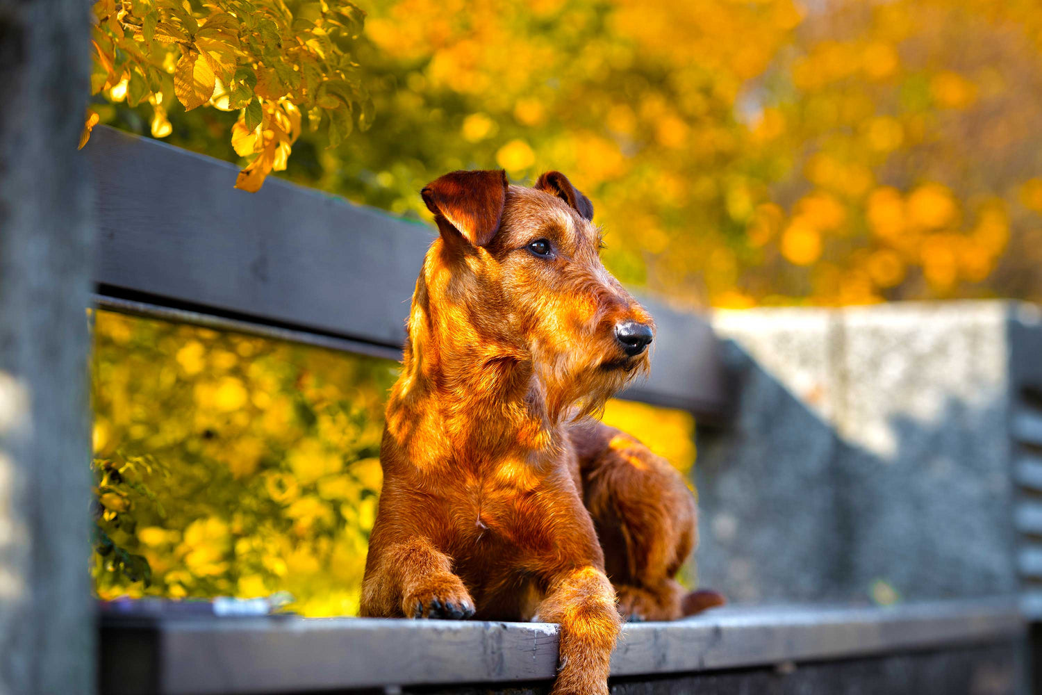 Mejor Alimentación para Perros Premium de Bacdog