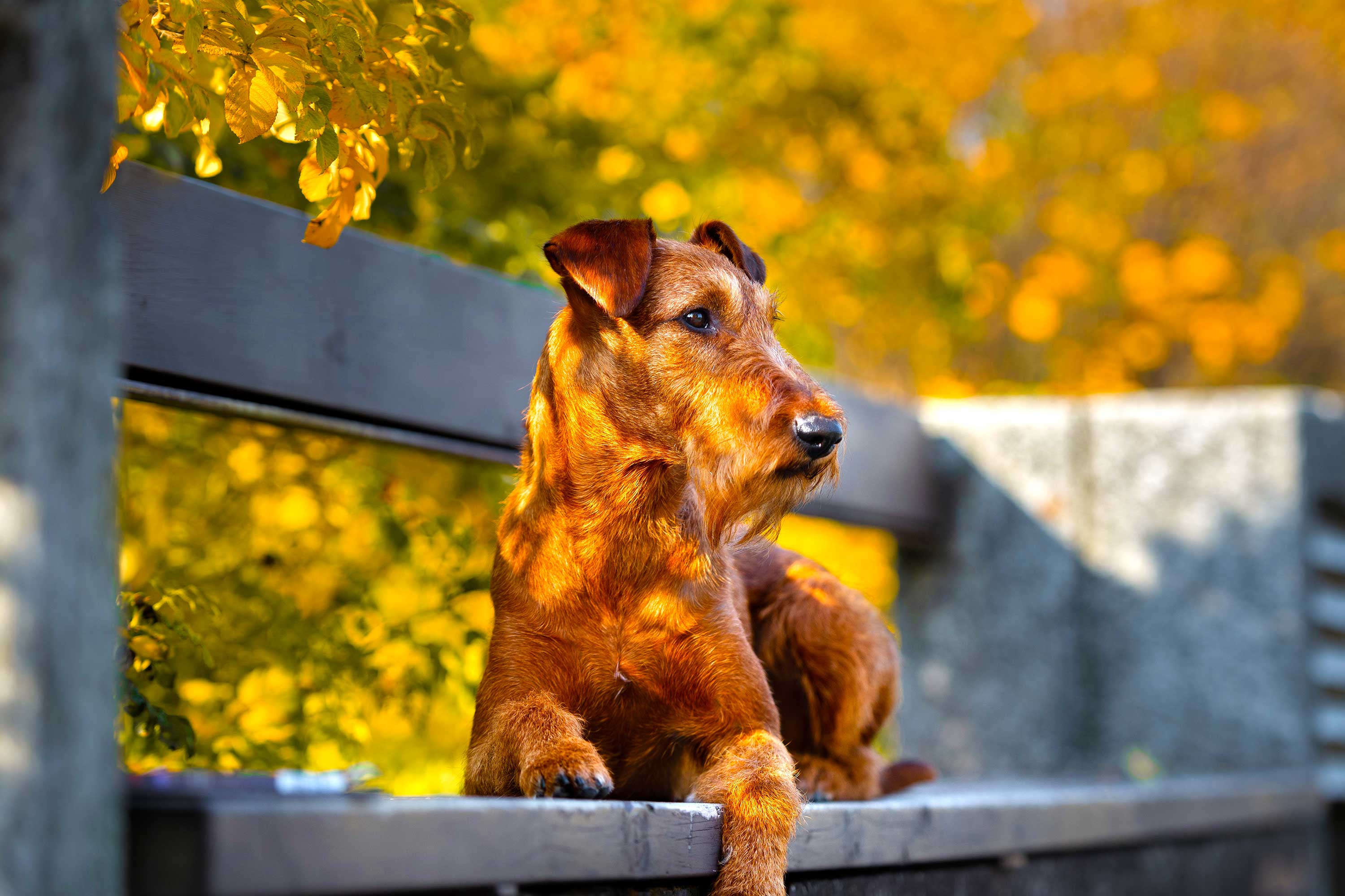 Mejor Alimentación para Perros Premium de Bacdog