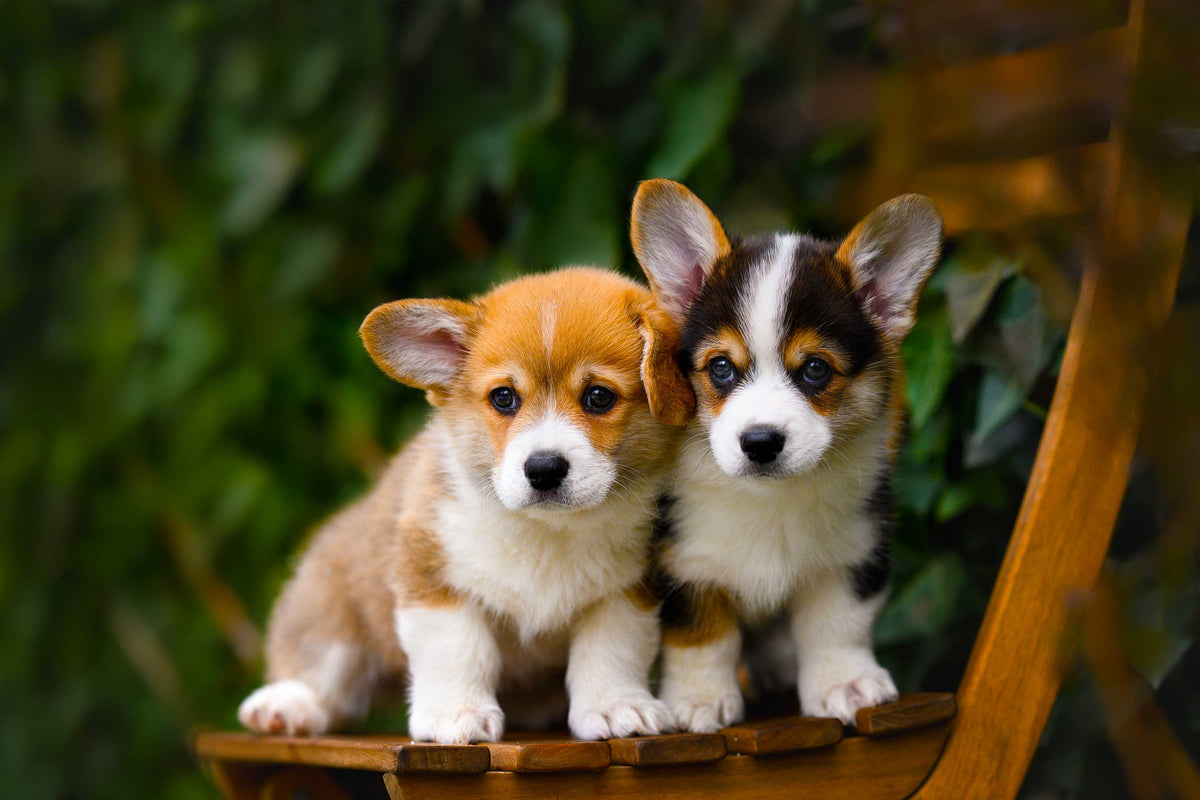 Imagen de dos cachorros en una silla
