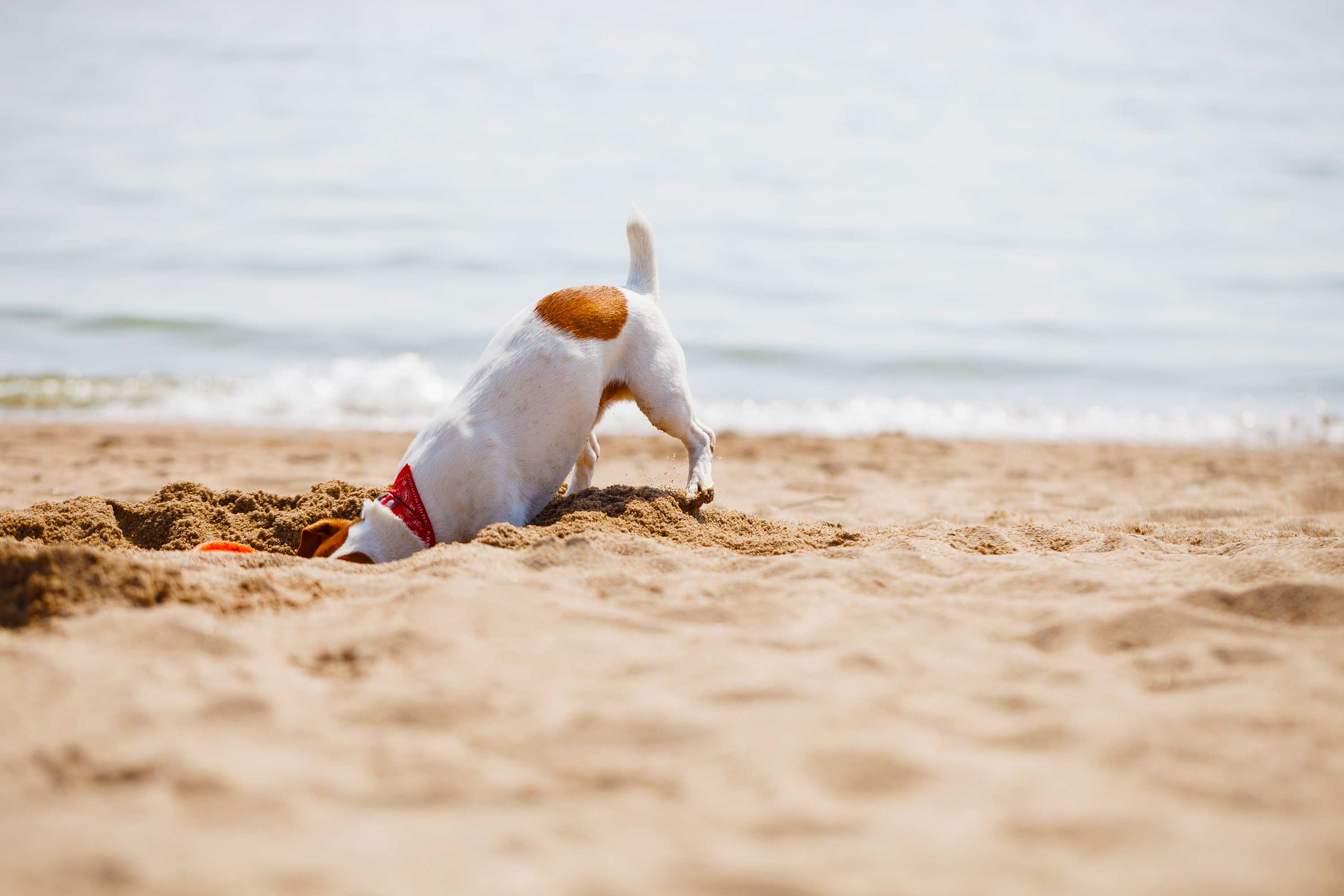 Imagen de un perro cabando un hoyo en la playa