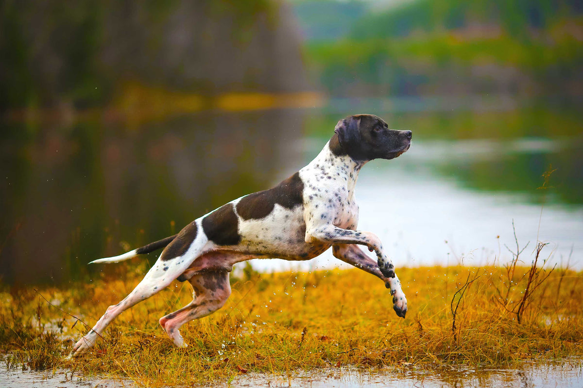 Imagen de un perro de caza