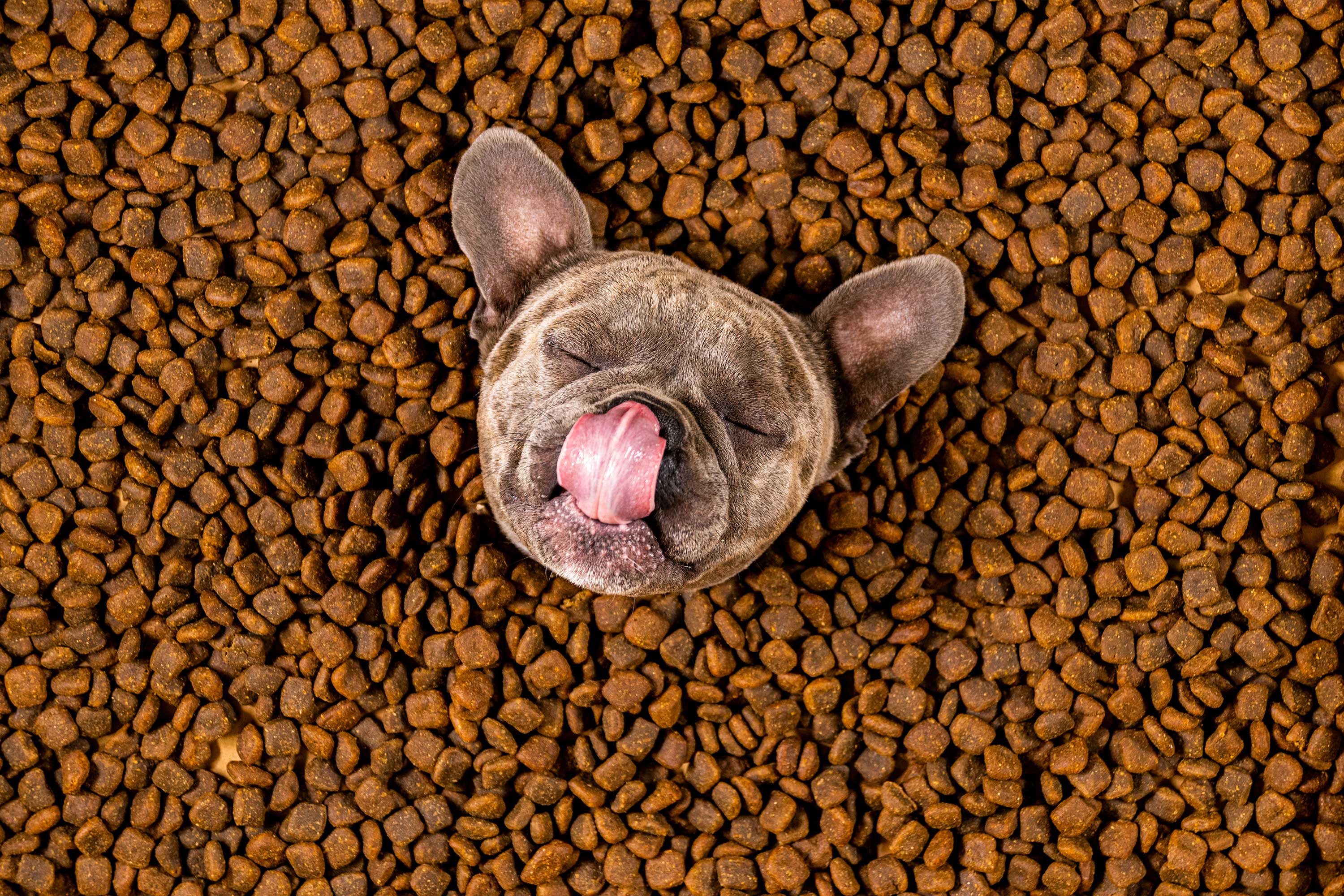 imagen de un perro sentado en un monton de comida Bacdog