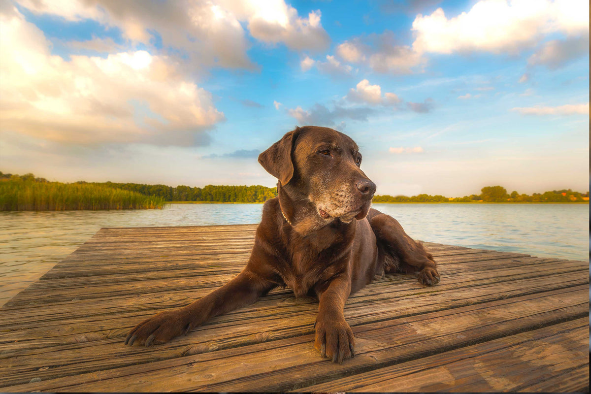 Imagen de un perro senior tumbado en un lago