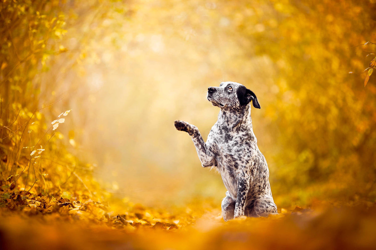 Imagen de un perro en un bosque levantando una pata