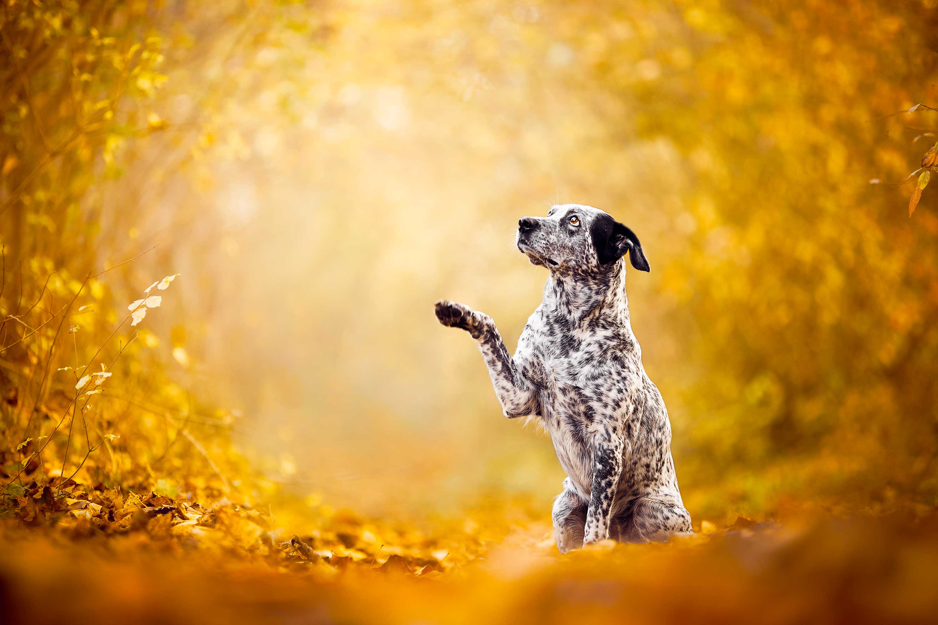 Imagen de un perro en un bosque levantando una pata