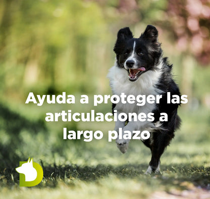 Perro Border Collie corriendo con texto sobre el Pienso Bacdog Adulto Premium y de le protección de articulaciones a largo plazo.