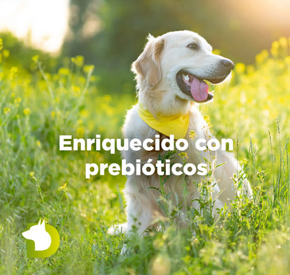 Perro Golden Retriever en el campo con texto de Pienso Bacdog Adulto Premium enriquecido con prebióticos para la salud intestinal.
