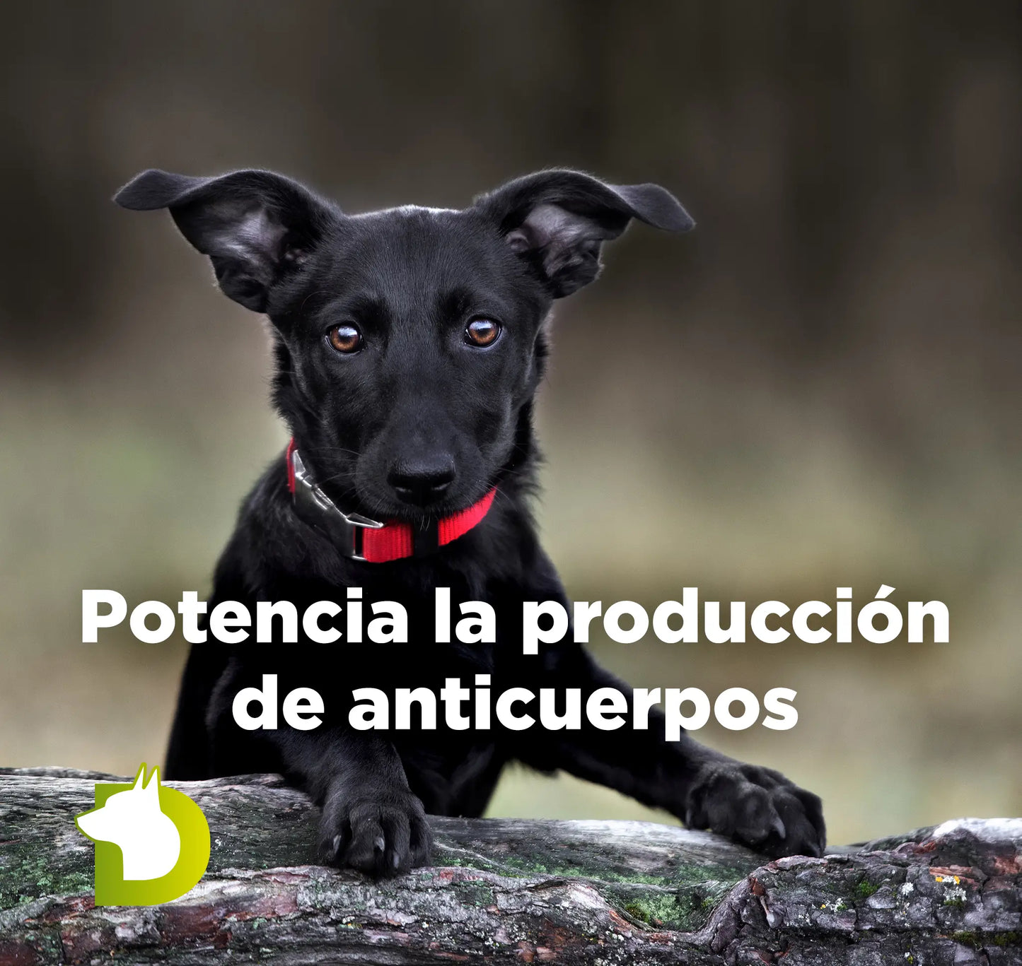 Cachorro negro con texto sobre Pienso Bacdog Cachorros Evolution que potencia la producción de anticuerpos y defensas.