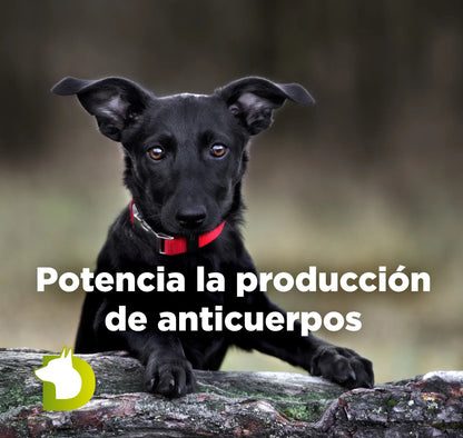 Cachorro negro con texto sobre Pienso Bacdog Cachorros Evolution que potencia la producción de anticuerpos y defensas.