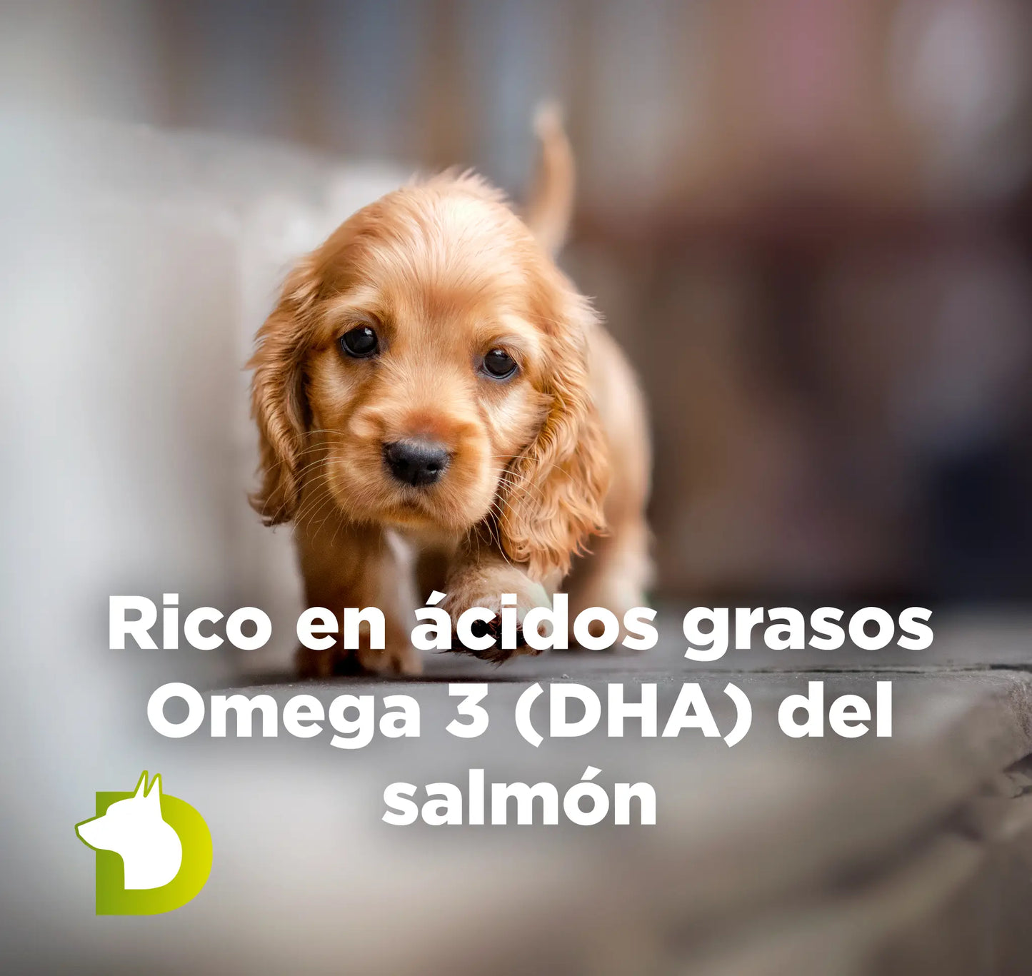 Cachorro Cocker con texto sobre Pienso Bacdog Cachorros Evolution rico en ácidos grasos Omega 3 (DHA) del salmón.