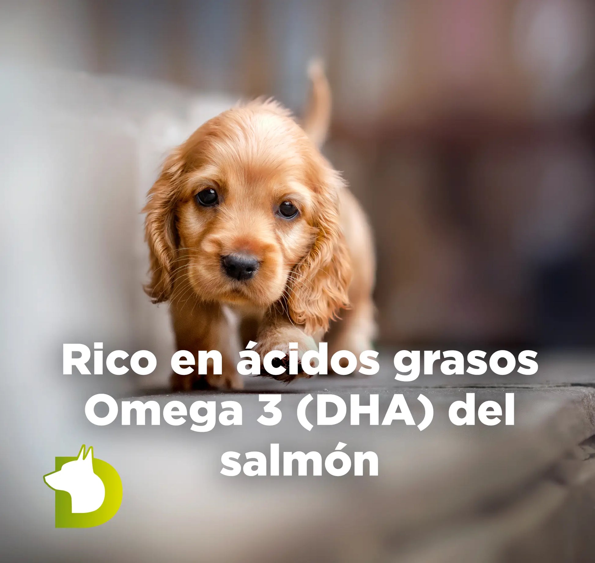 Cachorro Cocker con texto sobre Pienso Bacdog Cachorros Evolution rico en ácidos grasos Omega 3 (DHA) del salmón.
