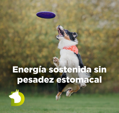 Perro Border Collie saltando por un disco con texto de Pienso Bacdog Canicross y Sport para energía sostenida sin pesadez estomacal.
