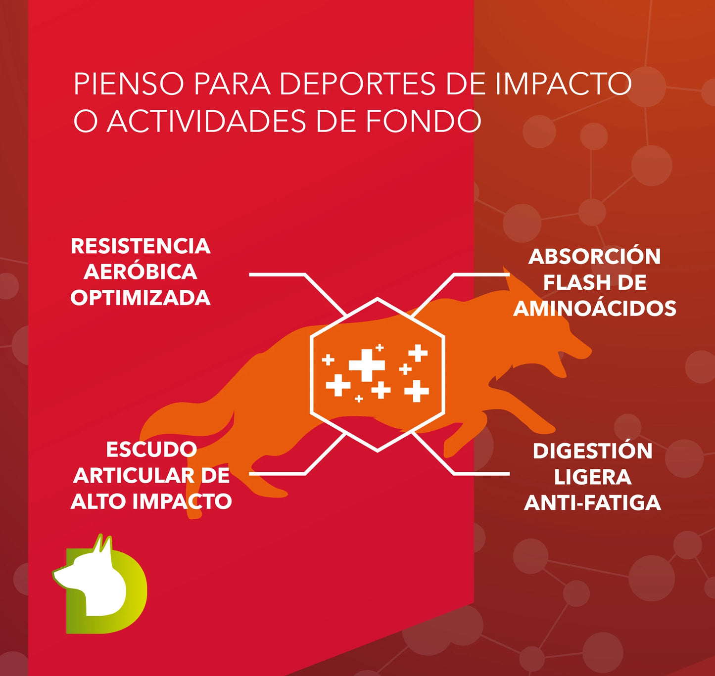 Infografía de Pienso Bacdog Canicross y Sport (Profesional+): resistencia aeróbica optimizada, escudo articular y absorción flash de aminoácidos.