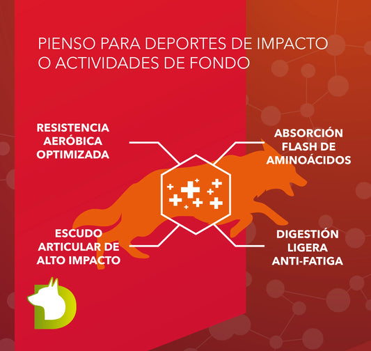 Infografía de Pienso Bacdog Canicross y Sport (Profesional+): resistencia aeróbica optimizada, escudo articular y absorción flash de aminoácidos.