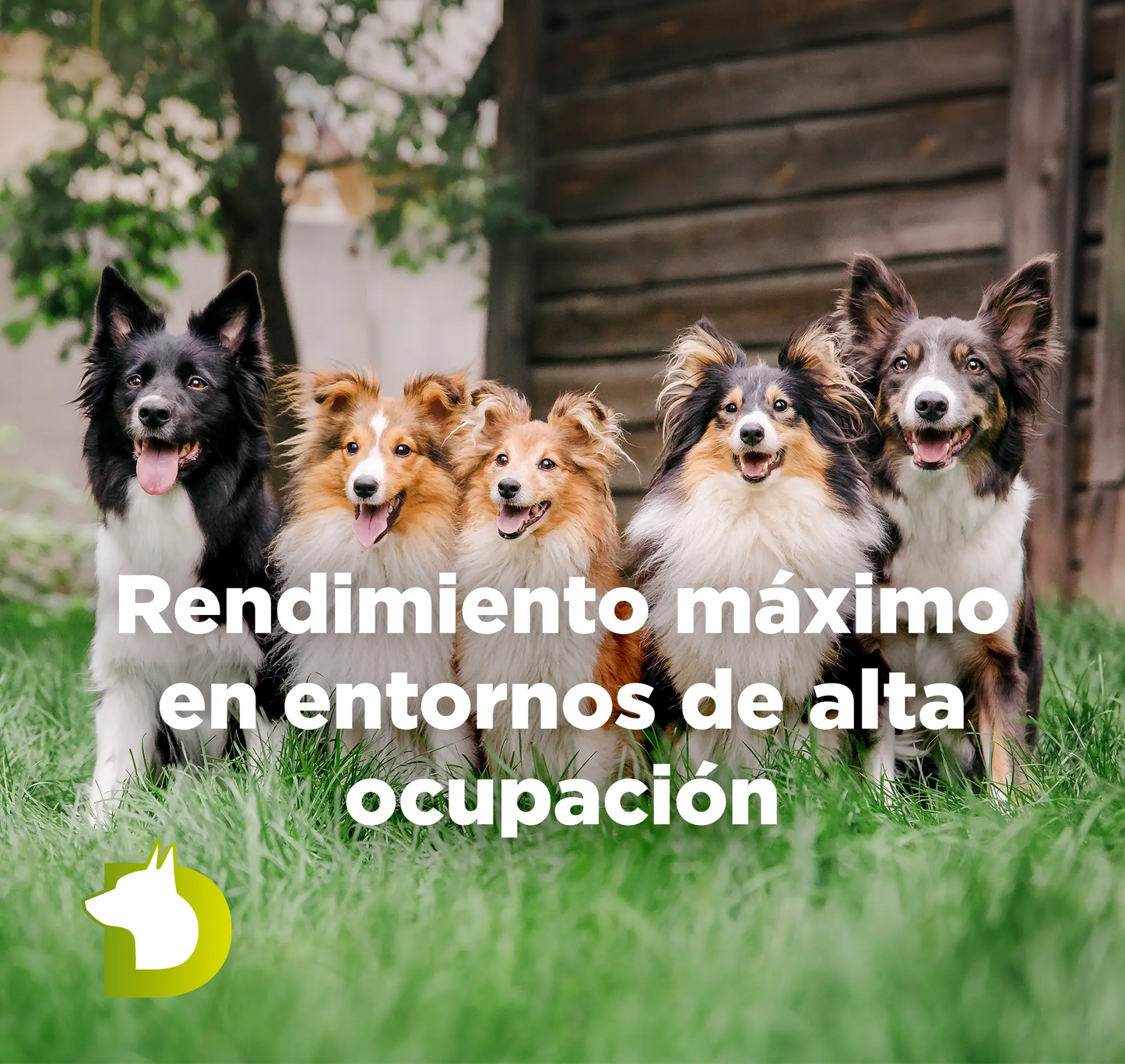 Grupo de perros en el césped con texto sobre Pienso Bacdog Essential Base para máximo rendimiento en colectividades y entornos de alta ocupación.