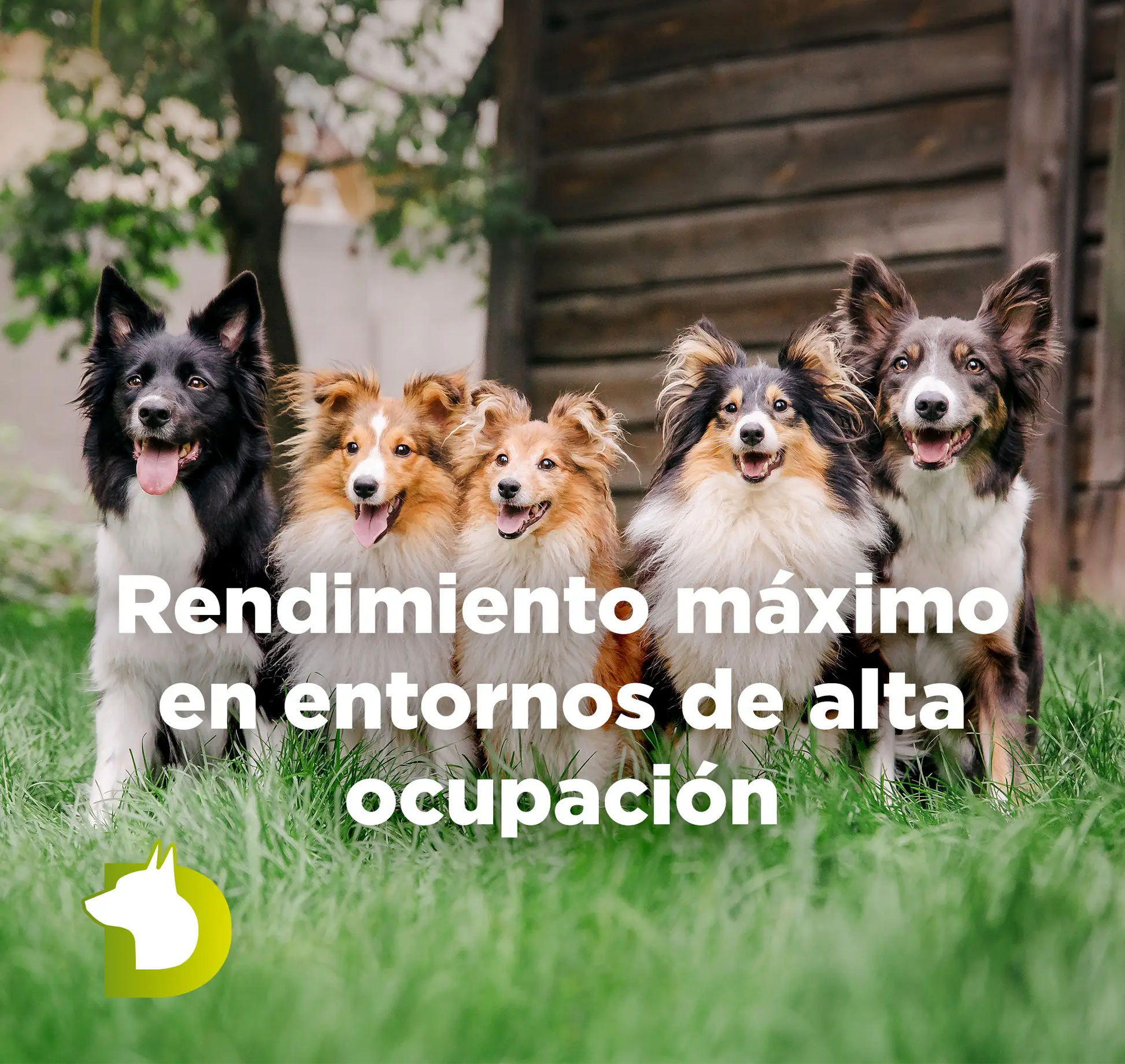 Grupo de perros en el césped con texto sobre Pienso Bacdog Essential Base para máximo rendimiento en colectividades y entornos de alta ocupación.