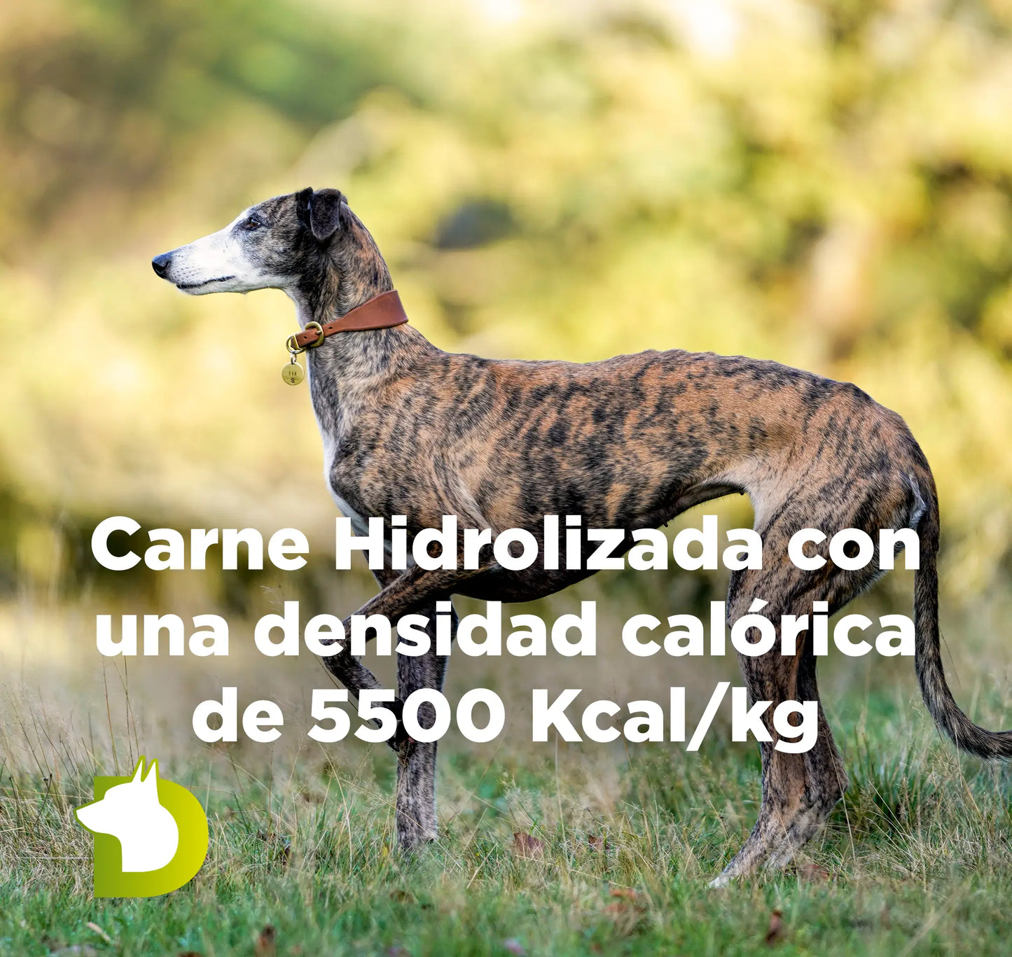 Perro Galgo con texto sobre Pienso Bacdog Extreme 5500 con carne hidrolizada y una densidad calórica de 5500 Kcal por kilo.