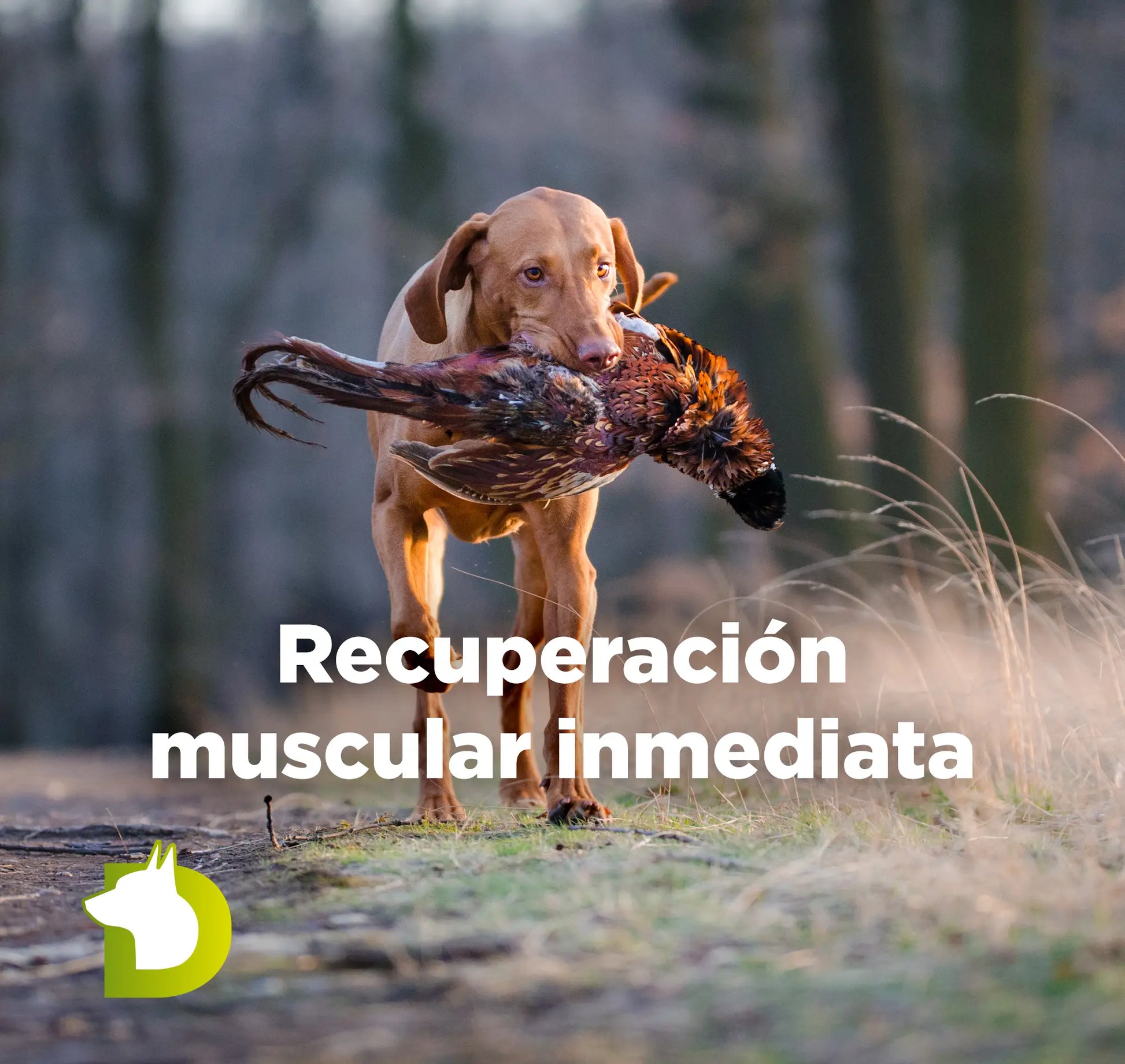 Perro de caza Vizsla cobrando pieza con texto sobre el Pienso Bacdog Extreme 5500 para una recuperación muscular inmediata.