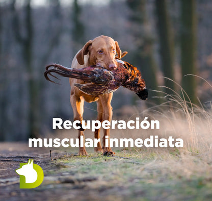 Perro de caza Vizsla cobrando pieza con texto sobre el Pienso Bacdog Extreme 5500 para una recuperación muscular inmediata.