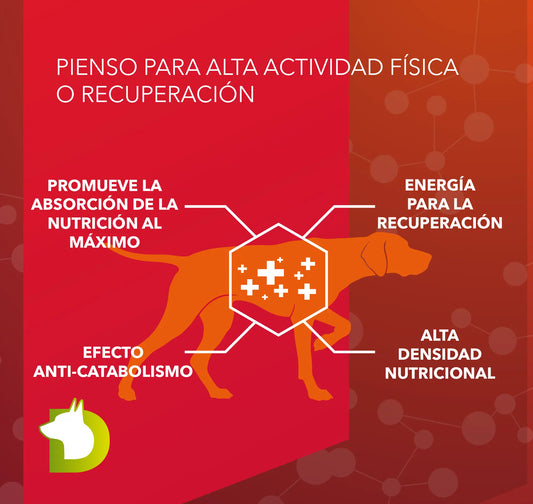 Infografía de Pienso Bacdog Extreme 5500 (Profesional+): alta densidad nutricional, energía para recuperación y efecto anti-catabolismo.