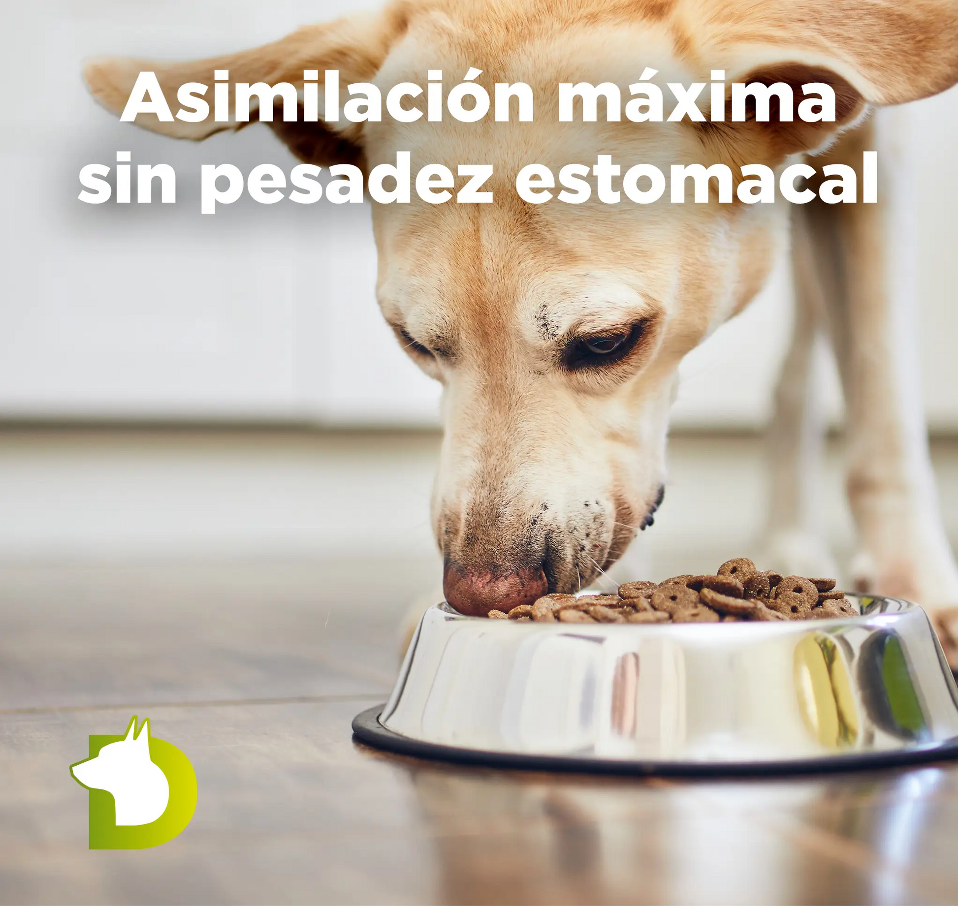 Pienso Bacdog Gourmet Ibérico para una asimilación máxima sin pesadez estomacal, ideal para perros con digestión sensible.