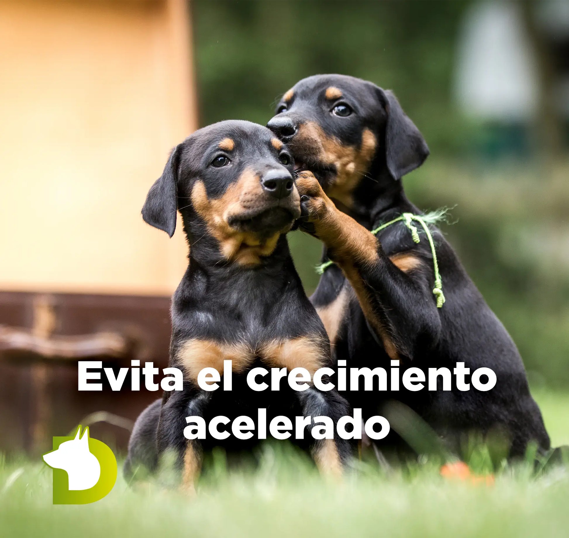 Cachorros Doberman con texto sobre Pienso Bacdog Junior Maxi para evitar el crecimiento acelerado y proteger las articulaciones.