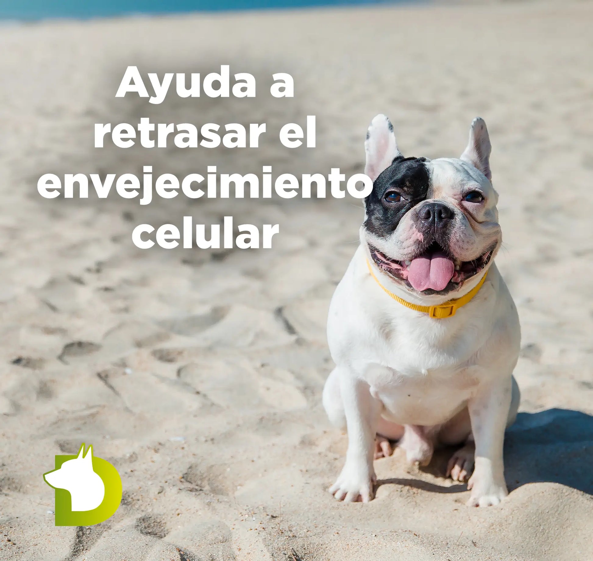 Perro Bulldog Francés en la playa con texto sobre el Pienso Bacdog Mini Razas Pequeñas para retrasar el envejecimiento celular.
