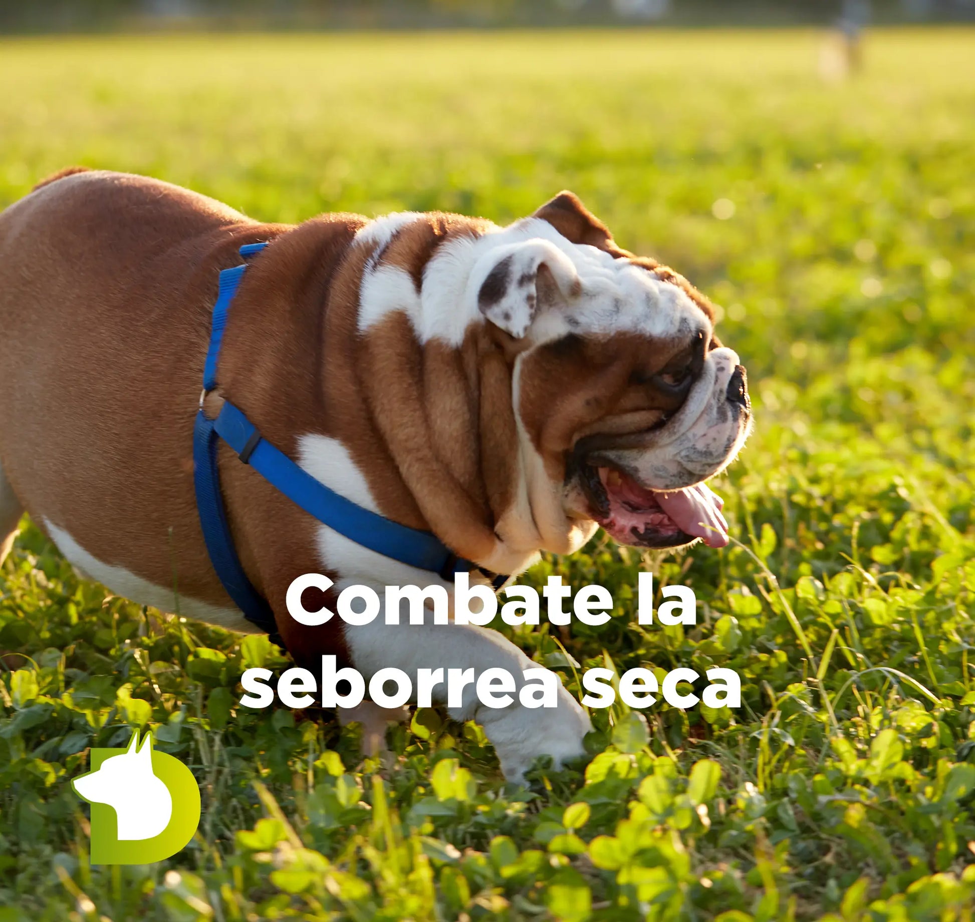 Perro Bulldog Inglés en el césped con texto de Pienso Bacdog Piel y Pelo para el control de la seborrea seca en razas sensibles.