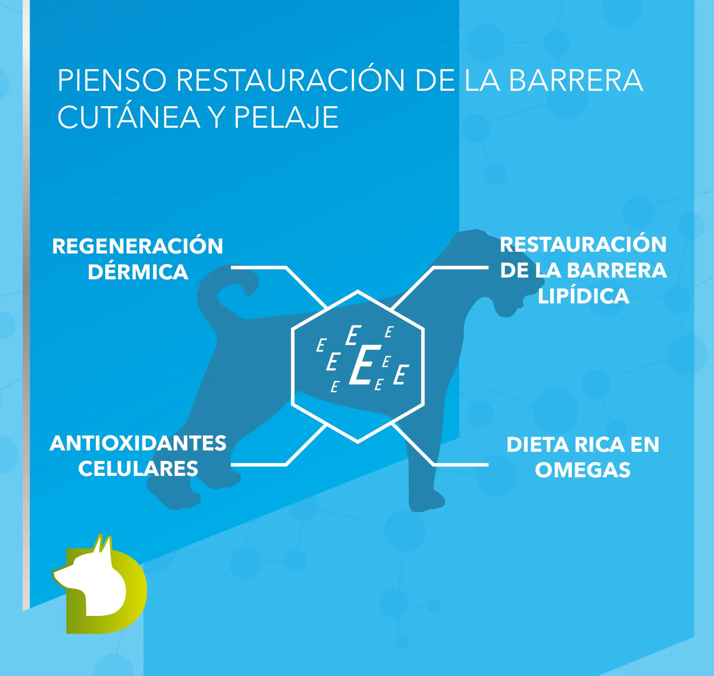 Infografía de Pienso Bacdog Piel y Pelo (Elite): restauración de la barrera lipídica, regeneración dérmica y dieta rica en Omegas.