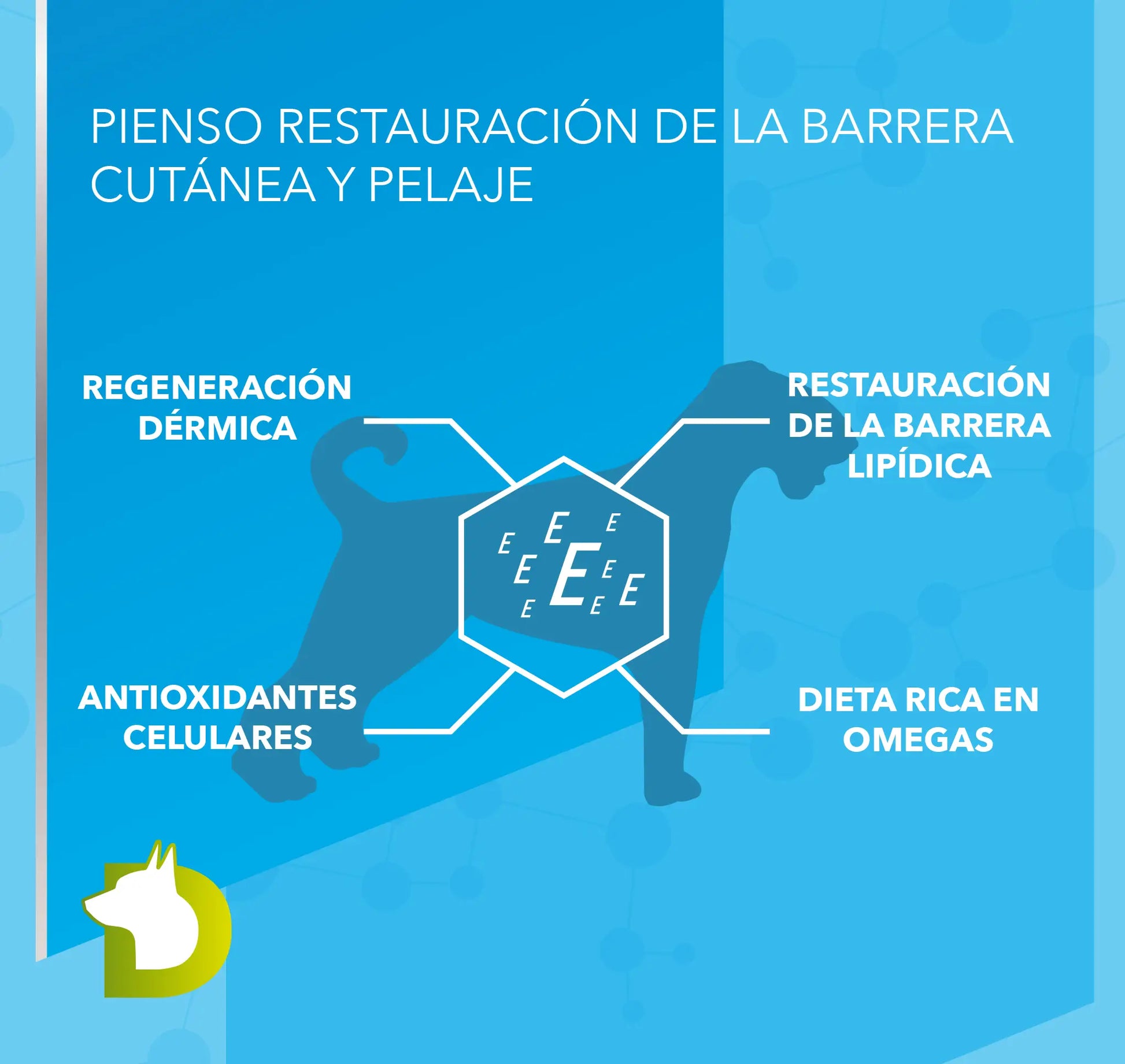 Infografía de Pienso Bacdog Piel y Pelo (Elite): restauración de la barrera lipídica, regeneración dérmica y dieta rica en Omegas.