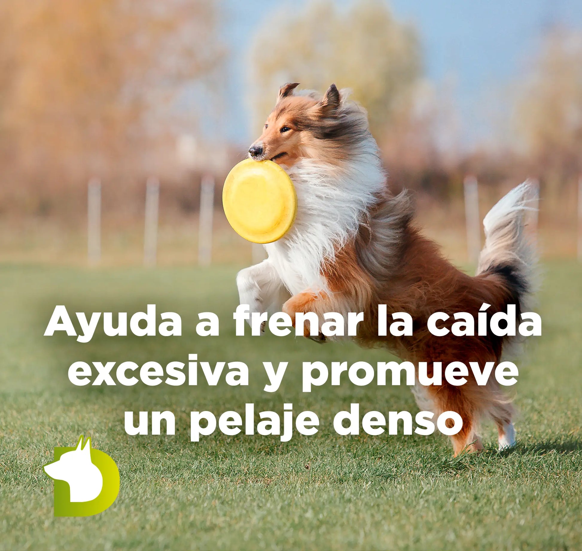 Perro Sheltie saltando con texto sobre el Pienso Bacdog Piel y Pelo para frenar la caída excesiva y promover un pelaje denso.