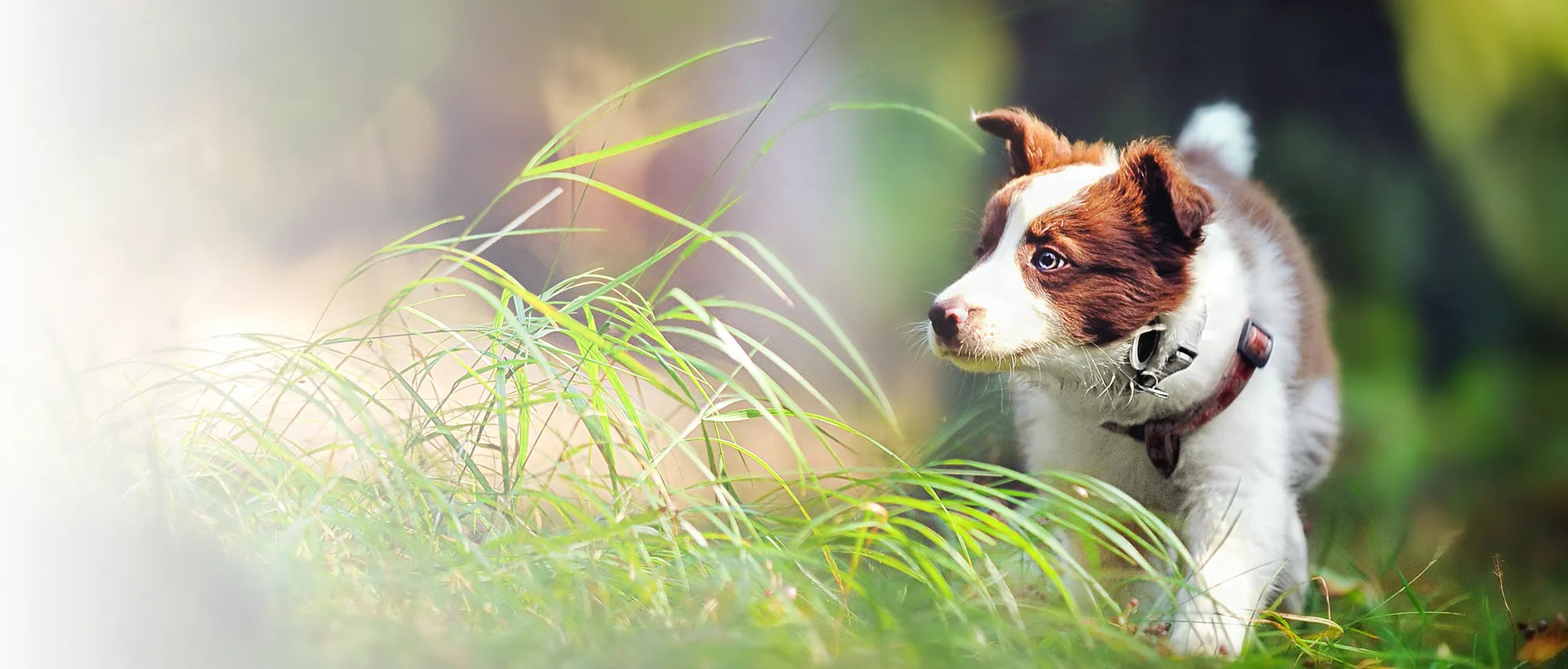 Cachorro de Border Collie explorando entre hierba alta, representando el desarrollo biológico crítico y el inicio de los protocolos de longevidad Bacdog.