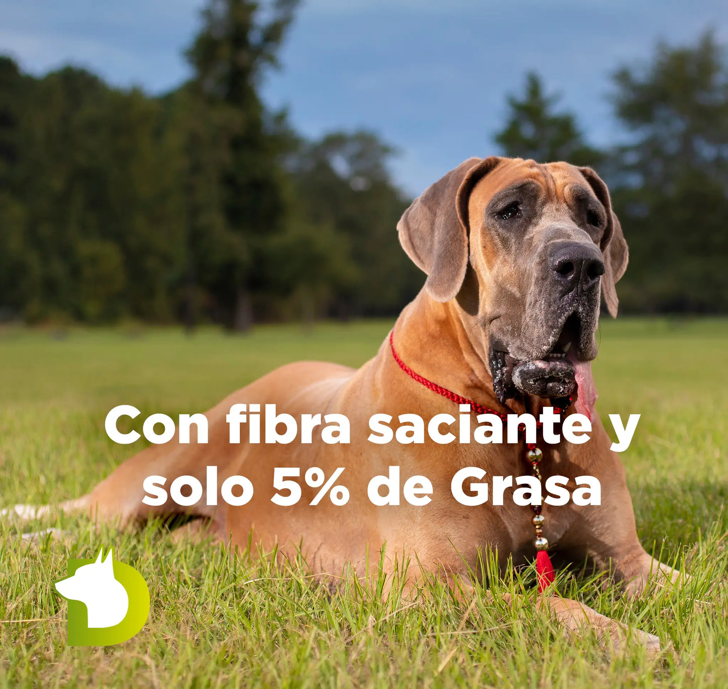Perro Gran Danés con texto de Pienso Bacdog Senior y Esterilizados con fibra saciante y solo un 5% de grasa para control de peso.