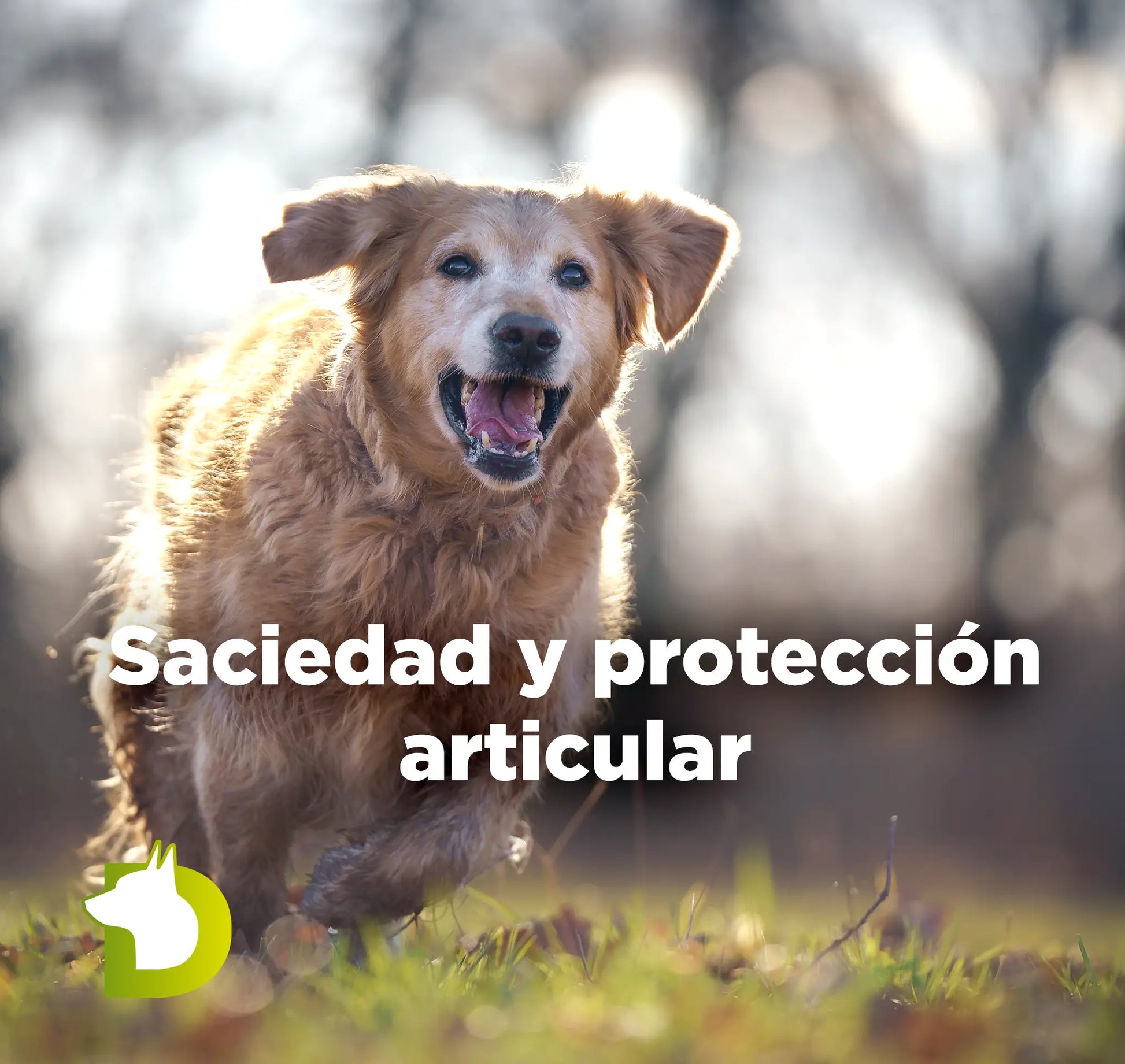 Perro Senior corriendo con texto sobre el Pienso Bacdog Senior y Esterilizados para saciedad y protección articular de doble acción.