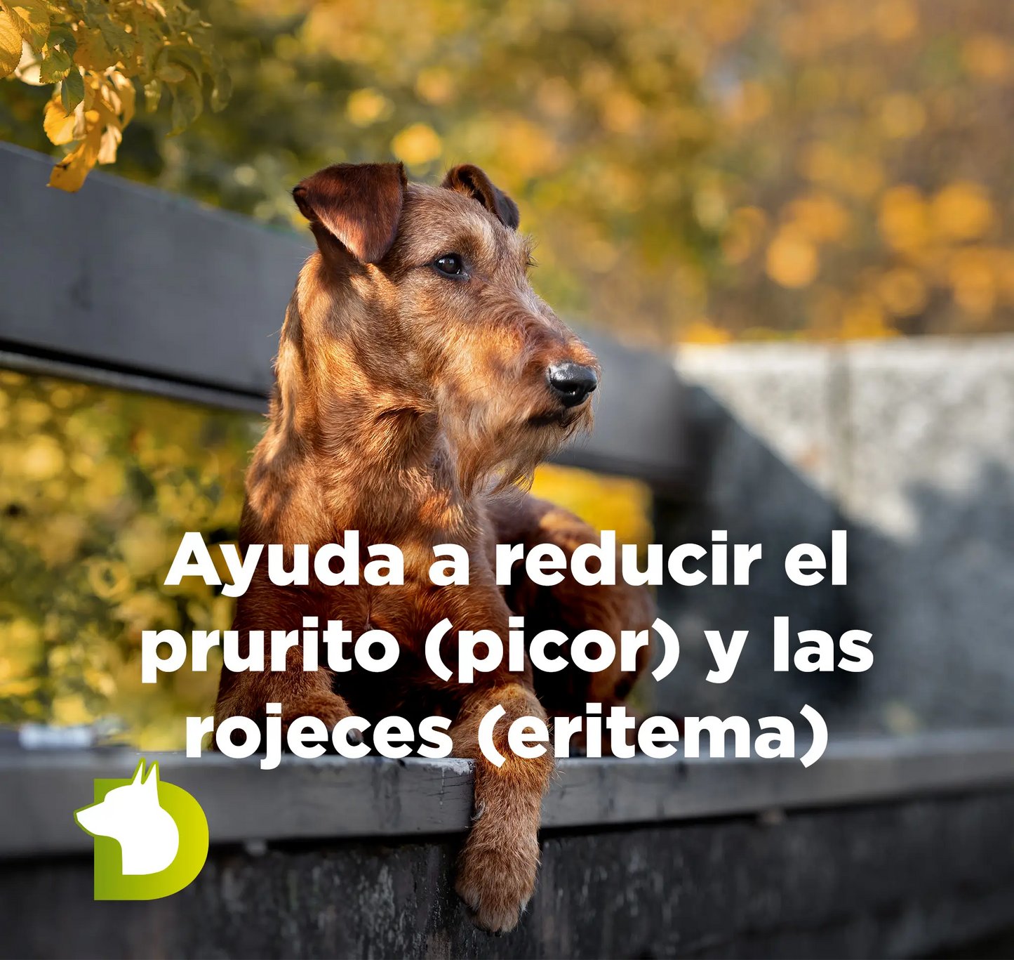 Perro con texto sobre el Pienso Bacdog Sensitive Hipoalergénico que ayuda a reducir el prurito (picor) y las rojeces (eritema).
