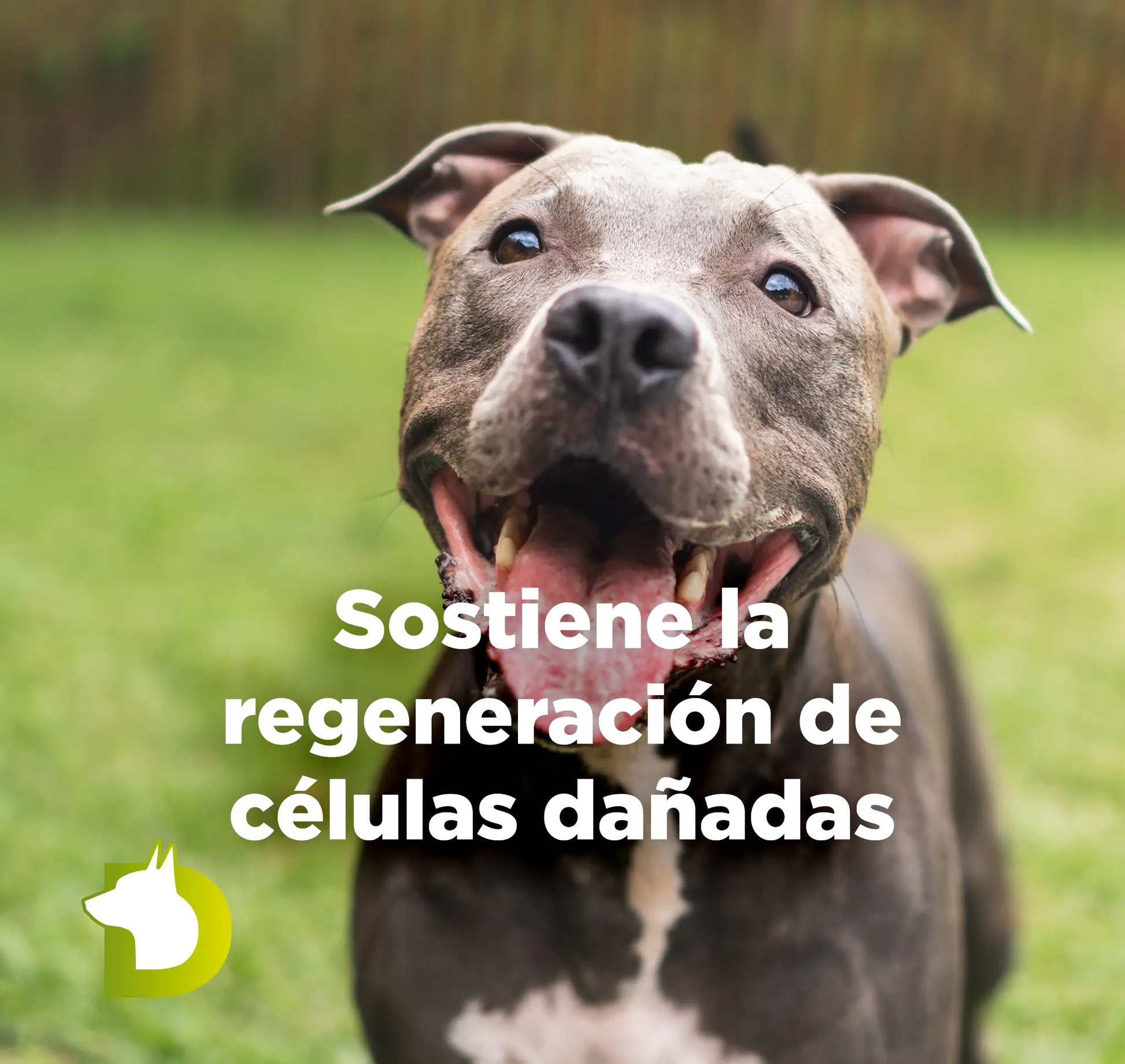 Perro en el césped con texto de Pienso Bacdog Sensitive Hipoalergénico que sostiene la regeneración de células dañadas.