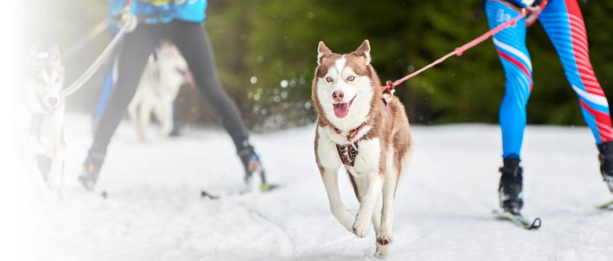 Husky siberiano liderando carrera de skijoring sobre nieve, demostrando alta energía y rendimiento biológico con nutrición Bacdog.